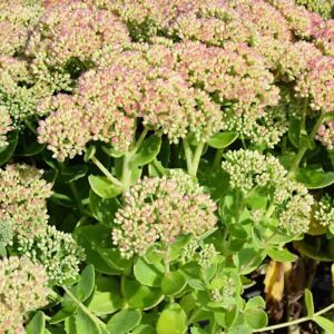 Sedum Herbstfreude Group ---